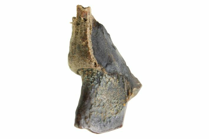 Fossil Dinosaur (Triceratops) Shed Tooth - Montana #339795